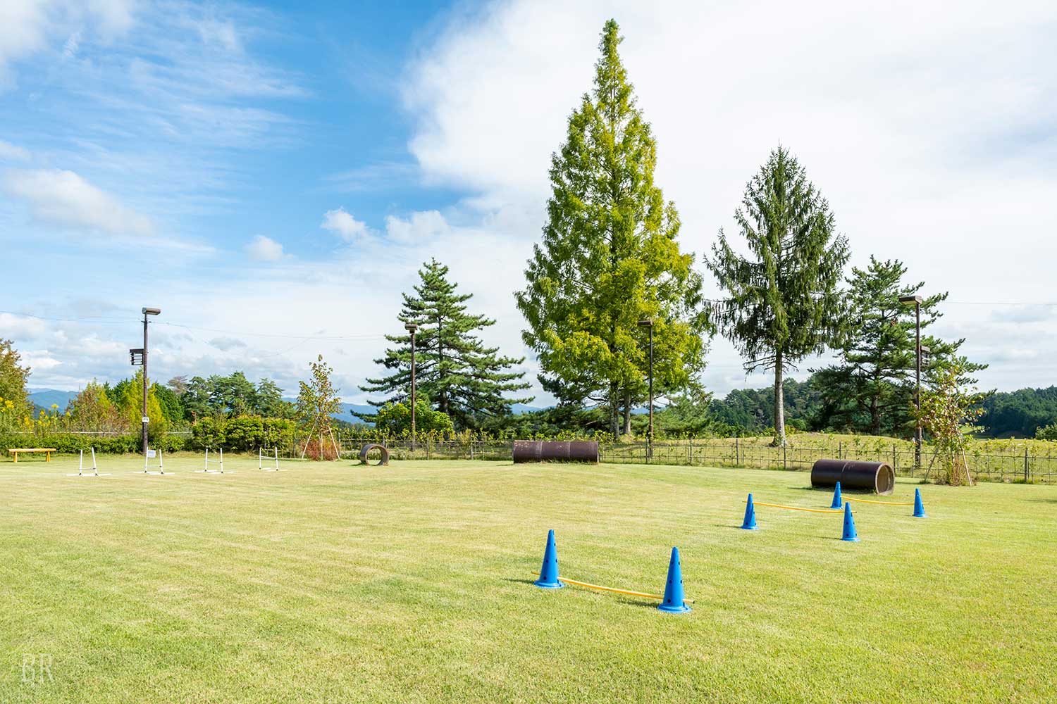 広大な共有ドッグラン